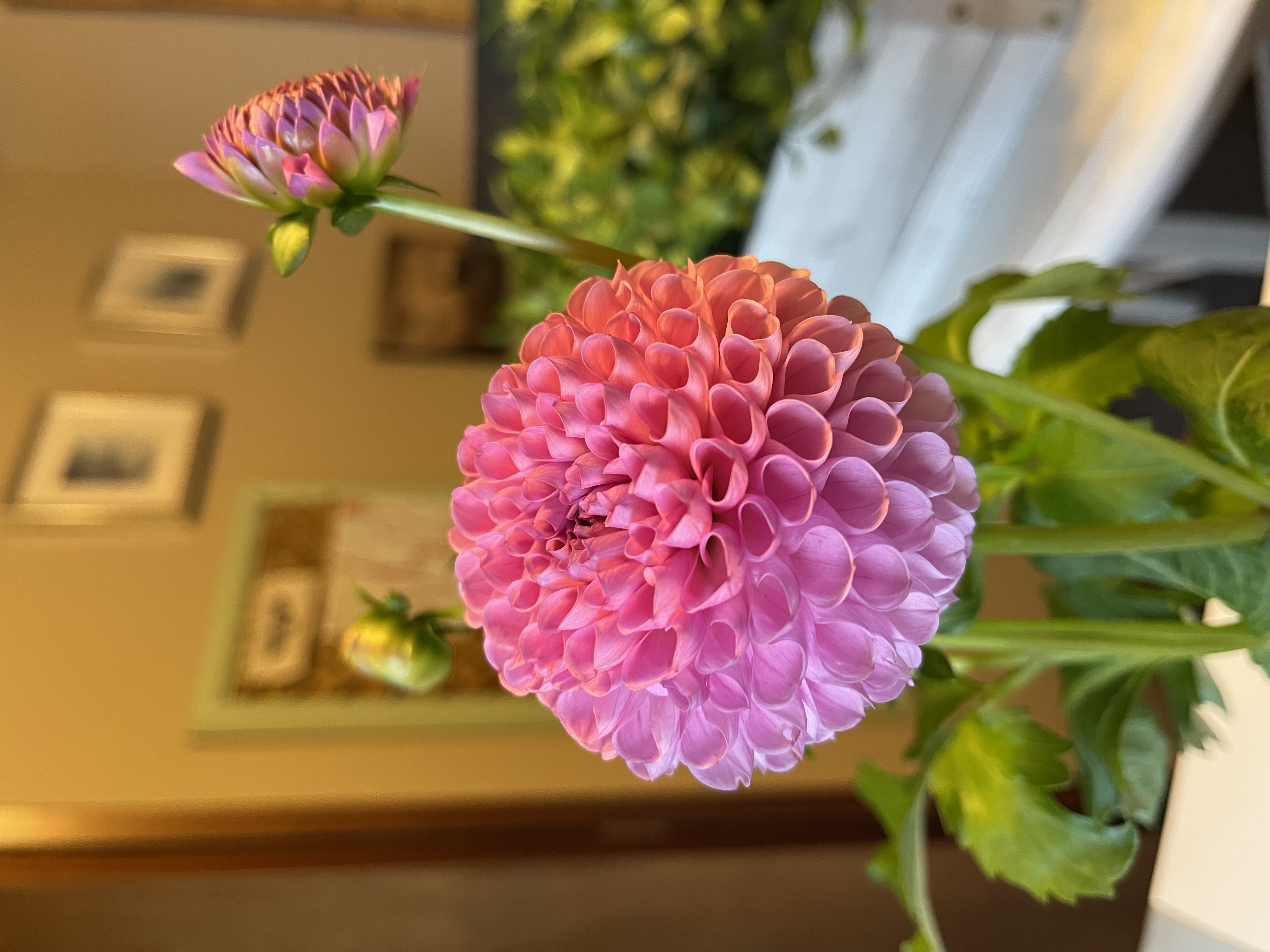Pink Dahlia in Bloom - Wisdom is Purposely Withheld When You Ignore These 2 Simple Truths (Psalm 146 - Proverbs 2)